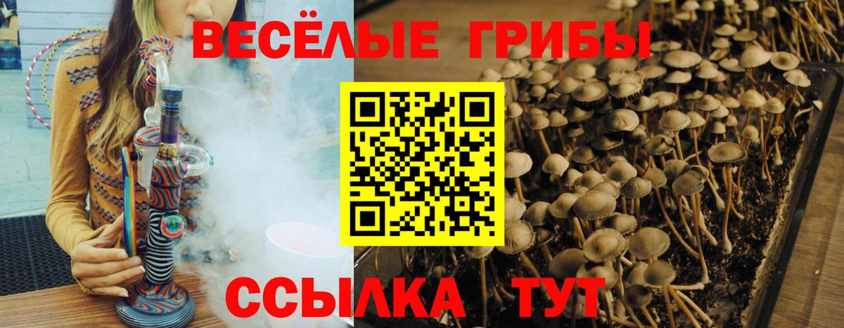 Псилоцибиновые грибы Psilocybe Сарапул